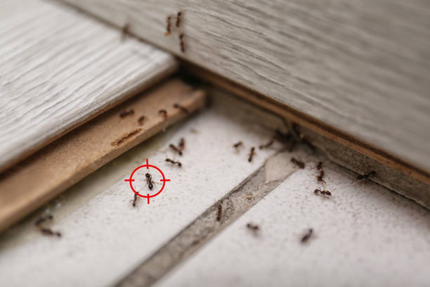 Best Ant Control Services  in Cochituate, MA